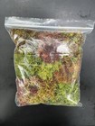 Deluxe Live Sphagnum Moss Variety Pack- Quart  carnivorous  Terrariums 