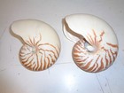 Natural Nautilus Seashell Nautilus Pompilius Lot Of 2