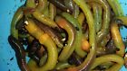 Green Canadian Nightcrawlers Treated With Worm-glo   Free Shipping