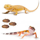 Dubia Roaches Small Medium Large   Over Count With Lag And Free Shipping