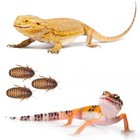 Small Dubia Roaches  Medium Dubia Roaches  Large Dubia Roaches Lag Free Shipping