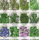 Herb Seeds Variety Pack Culinary Herb Collection  12 Individual Herbs For P