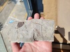 Top Quality  Daohugou  Very Rare Jurassic Mecoptera Scorpion Fly Museum Quality 