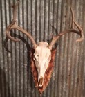 European Deer Skull Mount Plaque Burned Pine Arrowhead W  Hanger