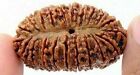 Certified Rare 21 Mukhi Rudraksha Sacred Bead - A   Quality With Igl Lab Certifi