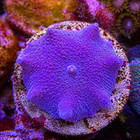 Ultra Blue Discosoma Mushroom  Live Saltwater  Coral Frag For Reef Aquarium