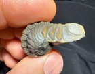 Giant Rolled  Phacops  Trilobite Fossil Devonian Of Morocco 