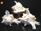 6 Pacific Murex Ramosus Shells  ram s Murex  3-4   Aquarium Beach Crafts Decor