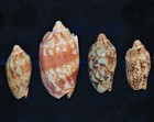 Four Pcs Bat Volute Sea Shells 2 To 3-1 2   Beach Decor Craft Reef Nautical