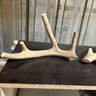 Whole Deer Antler Dog Chew Sale   1 Grade Massive Xxl