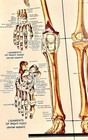 Antique Medical Illustration Human Skeletal Anatomical Chart Anatomy Vtg Poster