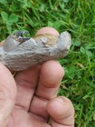 Vulgaris Pulalius Crab Fossil