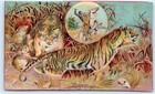 C1880s Lion Coffee Tiger Cute Cubs Picture Trade Card African Sahara Hunt C48
