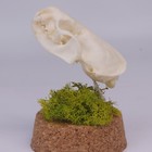 Real American Mink Skull - Dome Display - Neogale Vison - American Sourced