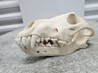 Replica Canine Skull