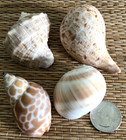 4 Medium To Large Medium Sea Shells For Hermit Crabs Or Craft