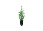 Italian Cypress   2 Inch   Cupressus Sempervirens   Low Maintenance   Hardy