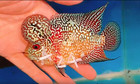 Exotic Flowerhorn Kamfa F3 Vibrant Color   Unique Shape   Live Fish  24