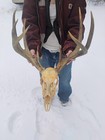 Massive 158  Wild 9pt Whitetail Deer Skull