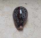 Cypraea Pantherina Gem Red Sea Shell Very Great Gray Color 77 9mm  Glossy F    