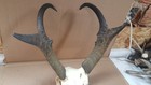 Huge 14-5  Pronghorn Antelope Skull Antlers Whitetail Mule Mount Elk Deer Horns