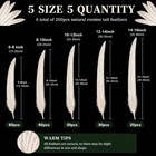 6-16inch Rooster Tail Feathers Bulk 200pcs Natural Long Feathers off 5size White