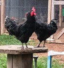 Buy 8 Get 12  Jersey Giants Hatching Eggs Sweet  Friendly Chickens