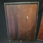 2 Vermont Orb Weaver Framed Spider Web Art Plaques By Will Knight 9x7   7x5