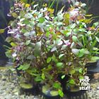 Ludwigia Sp  Super Red Live Aquarium Plants   buy One Get One 50  Off 
