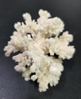 Natural Small White Coral