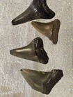 4 Megalodon Shark Tooth Fossil Lot