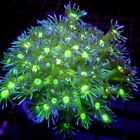 Extra Long Tentacle Neon Goniopora Coral 2  Wysiwyg - Indigo Corals - Ic 3633