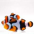 Bali Black Picasso Clownfish Pair Wysiwyg J04