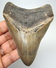 Megalodon Shark Tooth Real Fossil- 3 78    Prehistoric Shark Teeth No Restorations