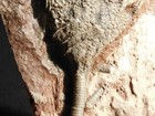 430 Million Year Old  Crinoid Fossil Or Sea Lily Fossil Morocco 669gr