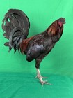 6   Showme My Signature Line Black  gunslinger  Fertile Gamefowl Hatching Eggs