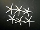 12 White Pencil  finger  Starfish 2-3  Beach Wedding Nautical Decor Art   Crafts