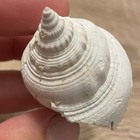Fossil Shell South Florida White