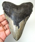 Megalodon Shark Tooth - Real Fossil  4 76  Shark Teeth 100  No Restorations