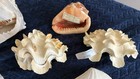 Lot Of Large Sea Shells-tridacna Clams  Cassidae  Turbo  Scallop  Conus  Welk