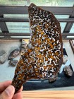 47 6grams Sericho Pallasite Meteorite Slice