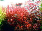 Rotala Vietnam H   ra     7 Stems     Live Versatile Aquarium Plant