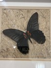 Framed Real Butterfly moth Specimen Swallotail Butterfly 10   x10    Frame
