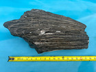Texas Petrified Wood 18 x7x6 Rare Black   White Agatized Large Log Brazos County
