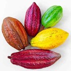 Cacao Tree Seeds For Planting Wet Cocoa Seeds Rare  Exotic Cacao Tree Seeds