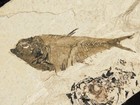 Super Fine Bones  Diplomystus Fry Fish Fossil From Fossil Lake Wyoming 368gr