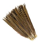 10 Ringneck Pheasant Tail Feathers 12-14  Length