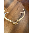 White Tail Deer Antler 7 Point Taxidermy Man Cave Decor 