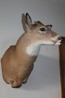Whitetail Deer Head Shoulder Mount Taxidermy Mount Antler Hunt Rack Mule Hide