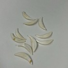 Lot Of 10 Assorted Coyote Fangs Teeth Goth Odd Craft Real Taxidermy Cleaned 0383